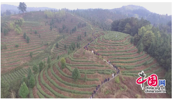 “文明中華生態(tài)茶葉基地”落戶安順