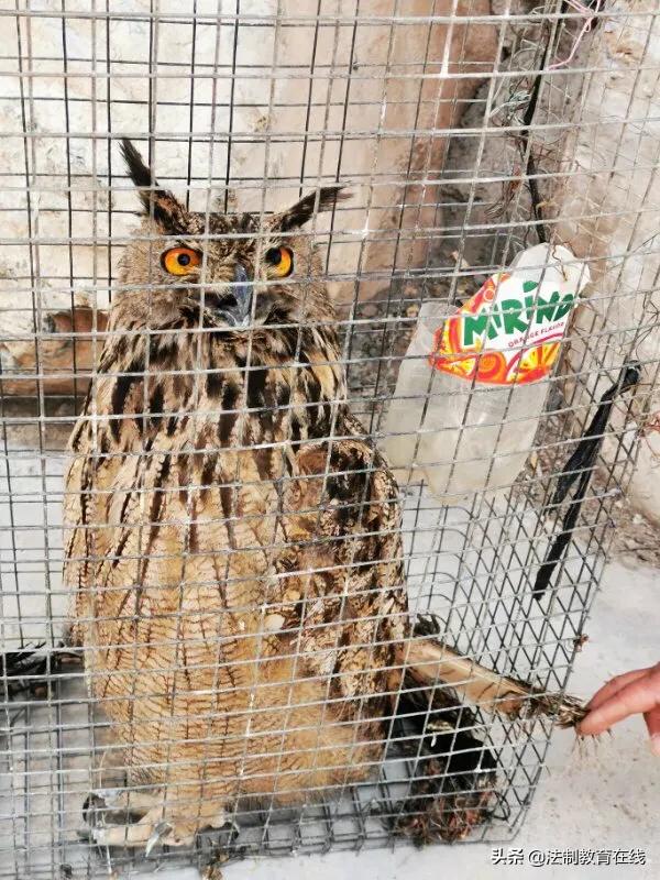 河北唐縣救助放飛一只國家二級保護動物—雕鸮