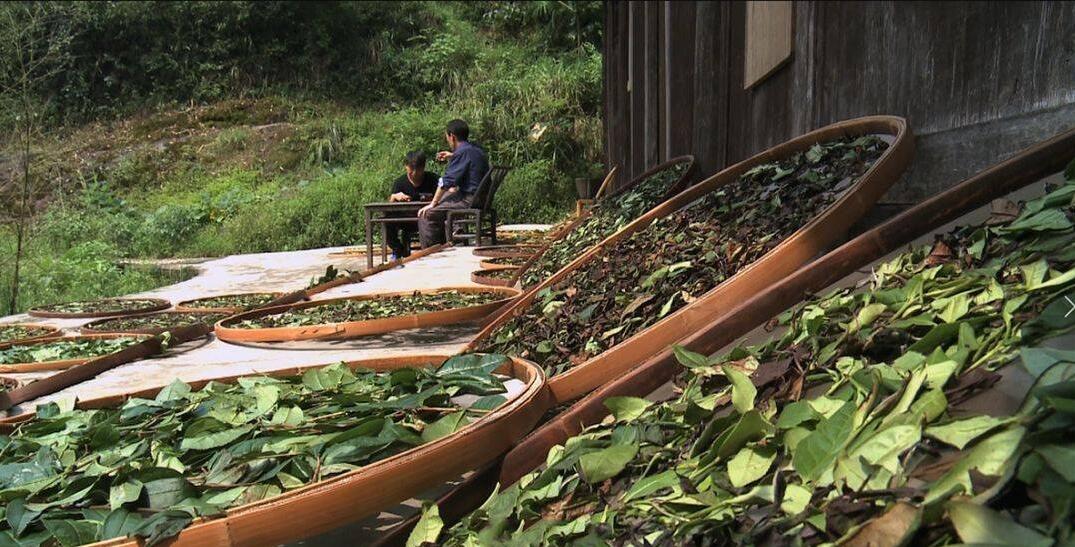 華祥龍茶業創始人——中國茶癡董紹林