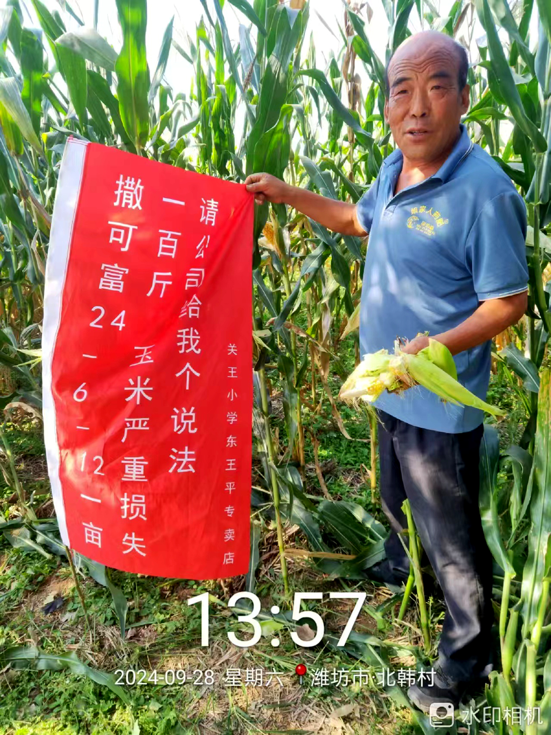 山東安丘:施用撒可富肥料，造成110畝玉米幾近絕產(chǎn) 農(nóng)戶質(zhì)疑質(zhì)量有問題